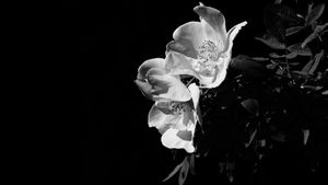 Rose of the day