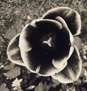 Tulip 12