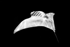 Giant Manta fleeping