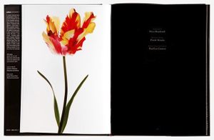 Spread 13 "Flaming Parrot Tulip (Tulipa ‘Flaming Parrot’)" From the book, joSon Intimate Portraits of Nature