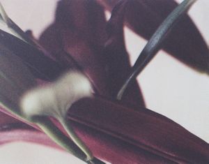 from the series Grains of existence