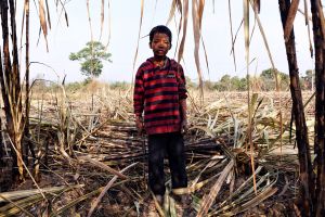 Andoung Tuek, Cambodia. Jan 2013. Daen, 10. He works full time cutting sugar canes.