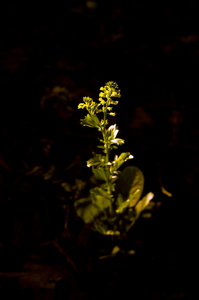 Illuminated III