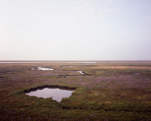Coastal salt marsh 04
