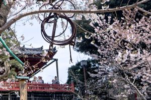 Moon, Ueno Park, Tokyo