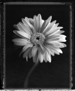 Gerbera