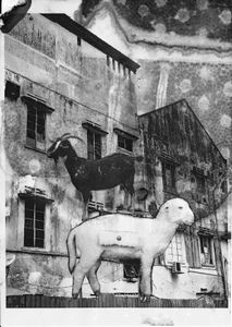In Goat We Trust
