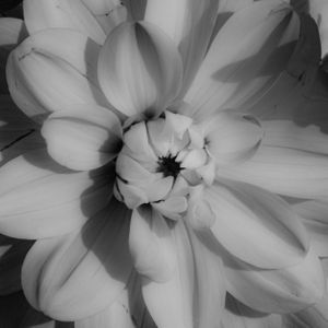 Flowers 10