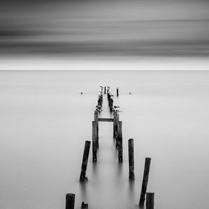 26 Gulls