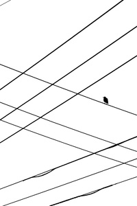 BIRD ON A WIRE