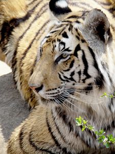 Tiger measuringthe  distance