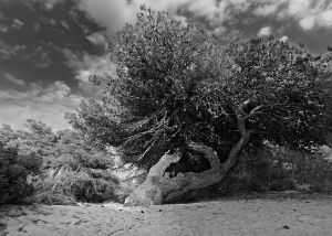 Sani Sand Forest