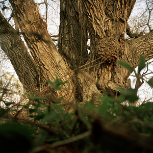 Tree #11 from Willow Series