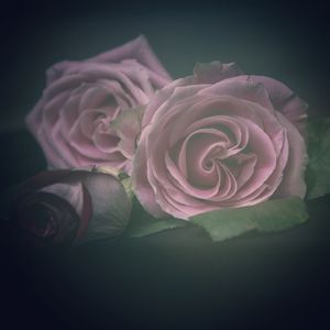 Forgiveness