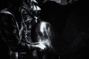 Checking Calypso's heart rate before a veterinary check.