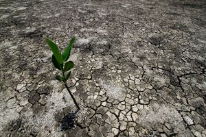 Save Mangrove Forest