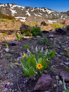 Arnica. Lupine and Paintbrush below the Black Buttes: Grouse Basin non-motorized area. Tahoe Sierra, CA