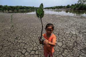 Save Mangrove Forest