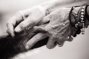 Chimpanzee Sanctuary - Uganda