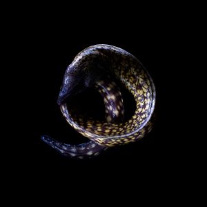 Mary eel to eat in Spain