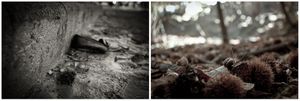 radici _ roots