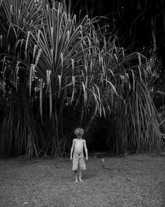 Walking Palm