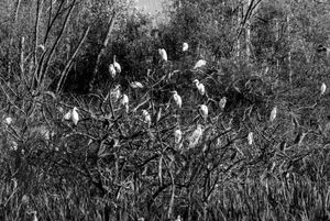 Fauna de Buenos Aires