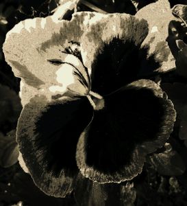 Pansy 2