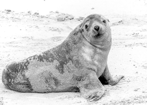 A SEAL ON THE BEACH