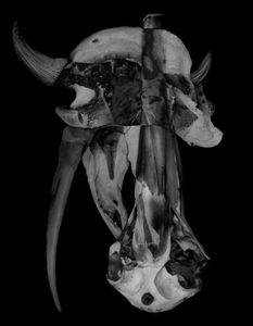 Nature Morte 1