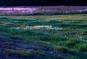 September's meadows in the Powiśle Region. Poland.