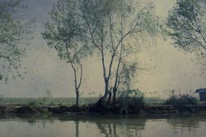 Paint the trees