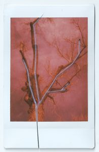 Red Tree Cut