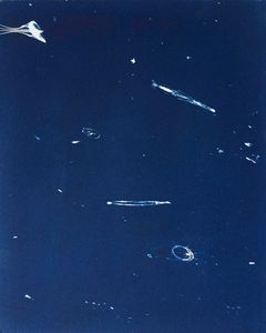 Chaetognaths