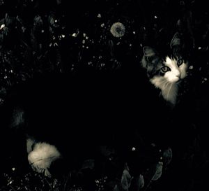 Stray Cats_10