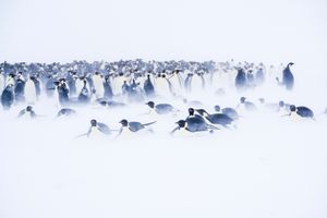 Emperors moving between sections of the colony.