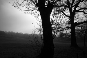Trees in the fog Mill Hill Park