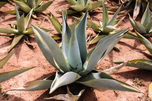 Agave - Oaxaca, Mexico