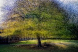 Unkown Deciduous