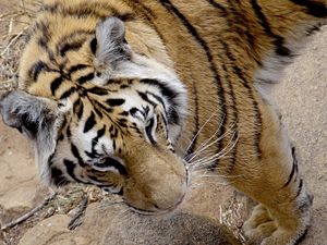 Tiger taking the first steps