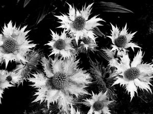 Spikes in Bloom