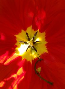 Tulip 14