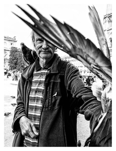 Patron des Pigeons