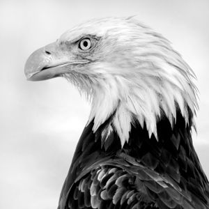 Haliaeetus leucocephalus