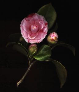 Camelia