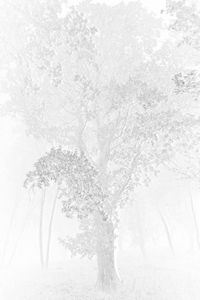 Social Beings 5