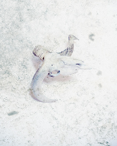 Aries