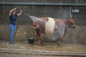 Spray washing the cattle