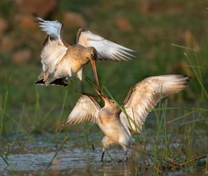 ENCOUNTER OF GODWIT2