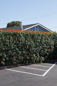House, Hedge, Parking Lot, Foothill Blvd, La Crescenta